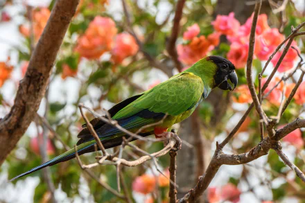 Vibrant Nanday parakeet (parrot) perched on a branch among pink-orange blossoms — colorful animal photo, HD PC desktop wallpaper background.