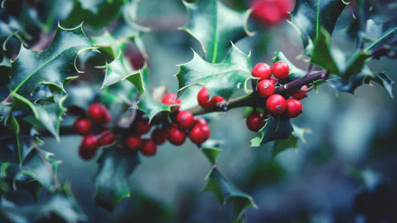 4K Ultra HD PC desktop wallpaper: close-up holly branch with glossy spiny leaves and clusters of red berries on a soft-focus nature background.