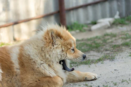 dog Animal chow chow HD Desktop Wallpaper | Background Image