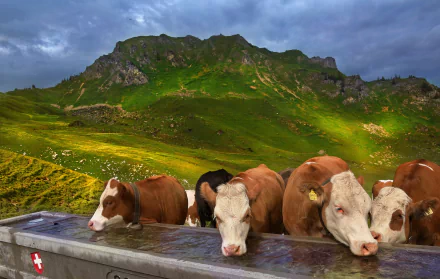 herd mountain Animal cow HD Desktop Wallpaper | Background Image