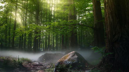 boulder morning stone fog forest nature sunbeam HD Desktop Wallpaper | Background Image