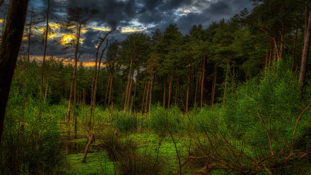 bush pine thicket cloud sunset forest nature swamp HD Desktop Wallpaper | Background Image