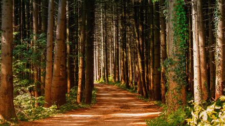 ivy pine tree forest man made path HD Desktop Wallpaper | Background Image
