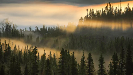 fir tree morning forest nature fog HD Desktop Wallpaper | Background Image