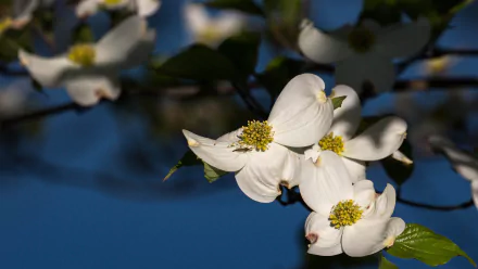 dogwood insect branch flower nature blossom HD Desktop Wallpaper | Background Image
