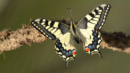 4K Ultra HD PC desktop wallpaper: macro of a yellow-and-black swallowtail butterfly perched on a branch, wings fanned to reveal blue and red markings.