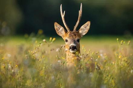 roe deer Animal deer HD Desktop Wallpaper | Background Image