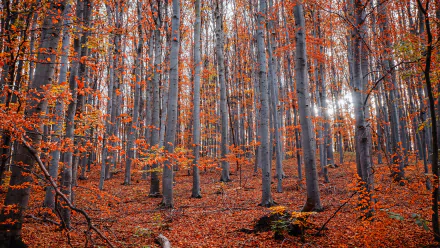 4K Ultra HD PC desktop wallpaper featuring a vibrant fall forest scene with tall trees and bright orange leaves carpeting the ground.