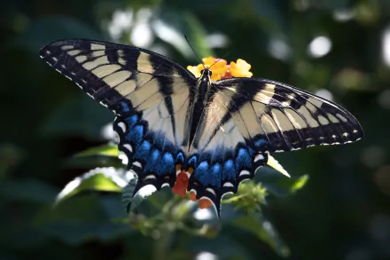 insect wings butterfly Animal swallowtail butterfly HD Desktop Wallpaper | Background Image