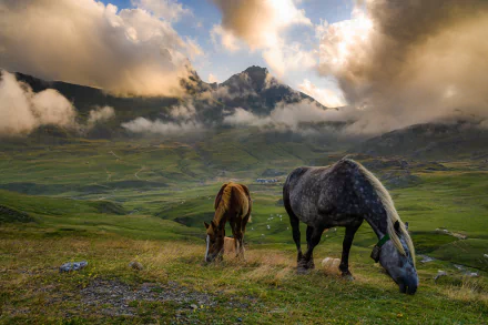 pasture fog mountain cloud Animal horse HD Desktop Wallpaper | Background Image