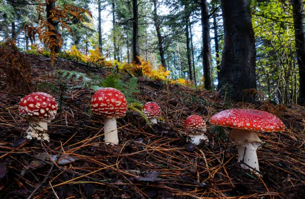 HD PC desktop wallpaper: cluster of red-and-white fly agaric mushrooms on a forest floor beneath tall pines, autumn ferns and dappled light.