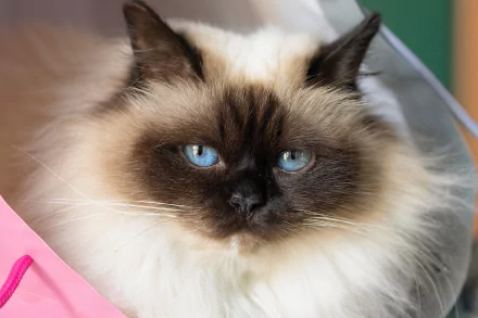 blue eyes fluffy burmese cat stare Animal cat HD Desktop Wallpaper | Background Image