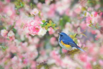 passerine bird flower Animal bluebird HD Desktop Wallpaper | Background Image