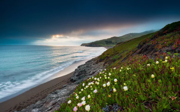 USA California vegetation coast nature ocean HD Desktop Wallpaper | Background Image