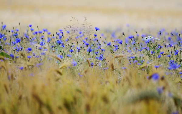 A vibrant summer field of blue cornflowers in full bloom, captured in stunning 4K Ultra HD, showcasing the beauty of nature.
