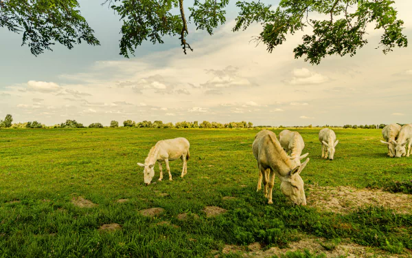 pasture Animal donkey HD Desktop Wallpaper | Background Image