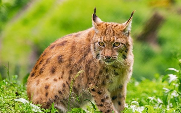 Animal Lynx Cats HD Wallpaper | Background Image