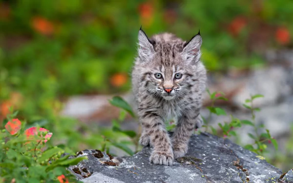 Animal lynx HD Desktop Wallpaper | Background Image