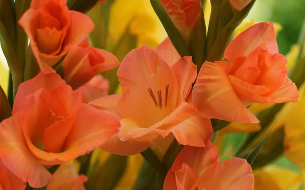 nature gladiolus HD Desktop Wallpaper | Background Image