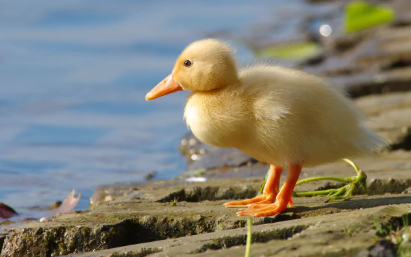 duckling Animal duck HD Desktop Wallpaper | Background Image