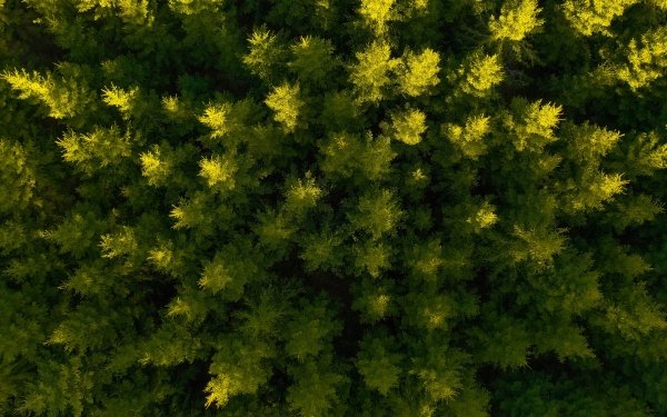 Photography Aerial Forest Nature Spruce HD Wallpaper | Background Image