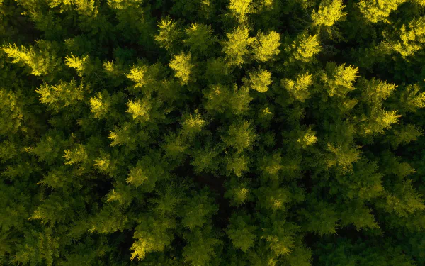 spruce nature forest photography aerial HD Desktop Wallpaper | Background Image