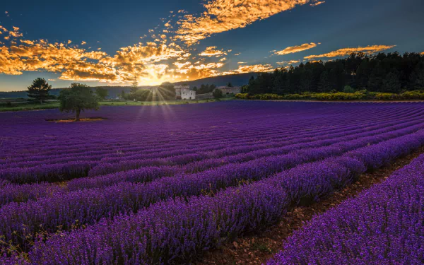 field provence France sunset landscape nature lavender HD Desktop Wallpaper | Background Image