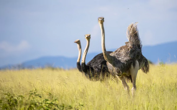 bird Animal ostrich HD Desktop Wallpaper | Background Image