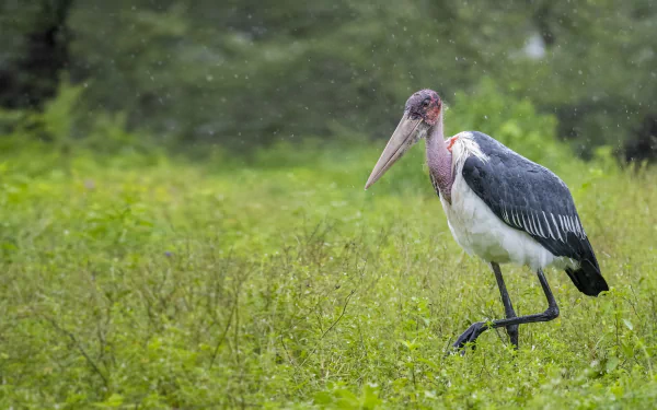  Marabou Stork