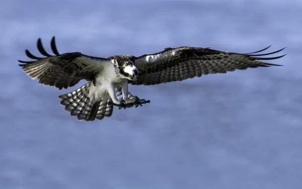 flight bird wings Animal Osprey (bird) HD Desktop Wallpaper | Background Image