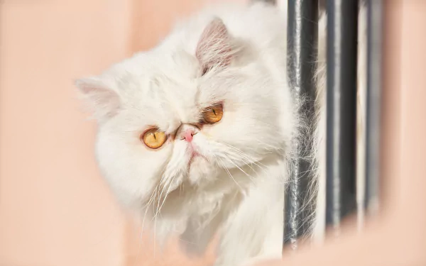 8K Ultra HD PC desktop wallpaper of a white Persian cat with an intense stare peering around a railing — animal portrait.