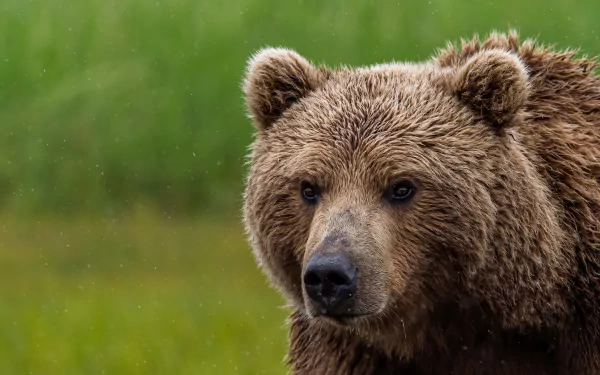 Animal bear HD Desktop Wallpaper | Background Image
