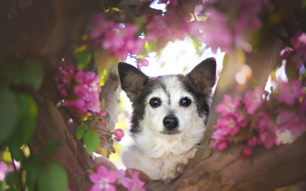  Cute Puppy in Pink Flowers