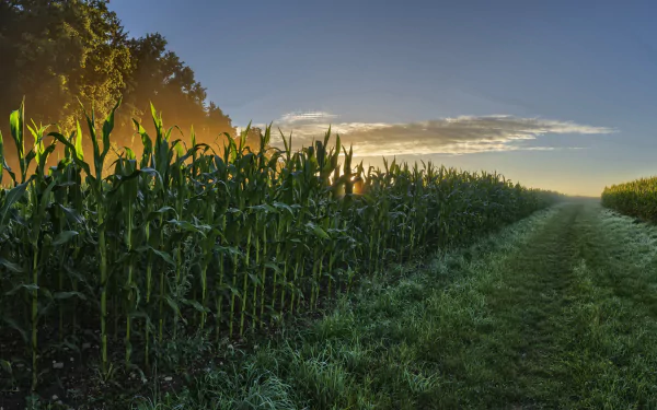 nature cornfield HD Desktop Wallpaper | Background Image