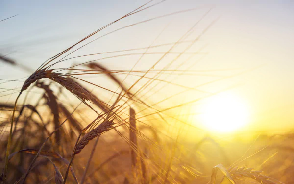 sunlight nature wheat HD Desktop Wallpaper | Background Image