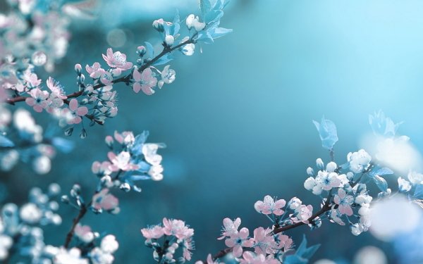 Earth Blossom Flowers HD Wallpaper | Background Image