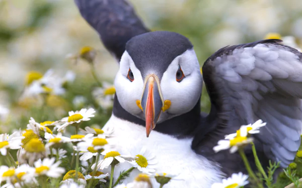 Animal puffin HD Desktop Wallpaper | Background Image