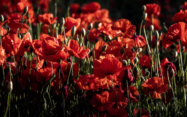 4K Ultra HD PC desktop wallpaper: close-up of vibrant red poppies and green stems glowing in warm sunlight against a dark background.