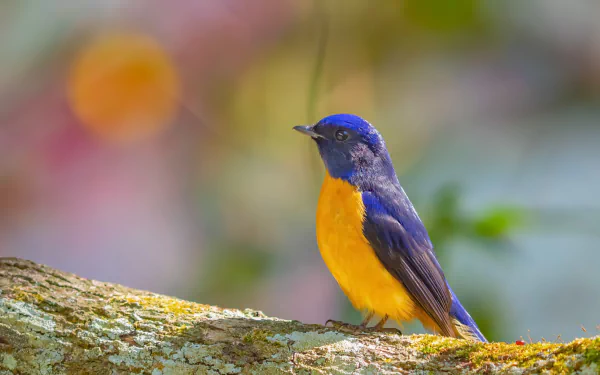  Vivid Niltava (niltava vivida)