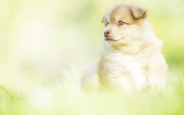 baby animal finnish lapphund dog Animal puppy HD Desktop Wallpaper | Background Image