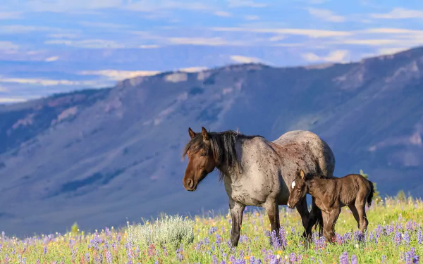 A foal and its mother horse stand in a colorful wildflower meadow with mountains in the background, captured in 4K Ultra HD as a PC desktop wallpaper.