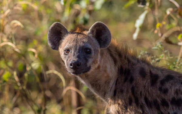 Close-up of a spotted hyena in sunlit grass; animal portrait rendered as a 2K Quad HD PC desktop wallpaper and background.