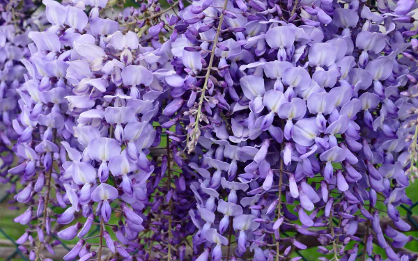 Close-up of vibrant purple wisteria flowers in full bloom, showcasing spring nature's beauty in this HD desktop wallpaper and background.