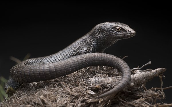 Animal Lizard Reptiles Lizards Reptile HD Wallpaper | Background Image