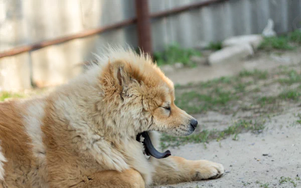 dog Animal chow chow HD Desktop Wallpaper | Background Image