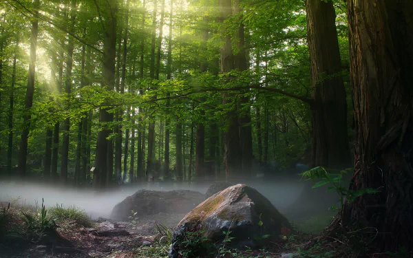 boulder morning stone fog forest nature sunbeam HD Desktop Wallpaper | Background Image