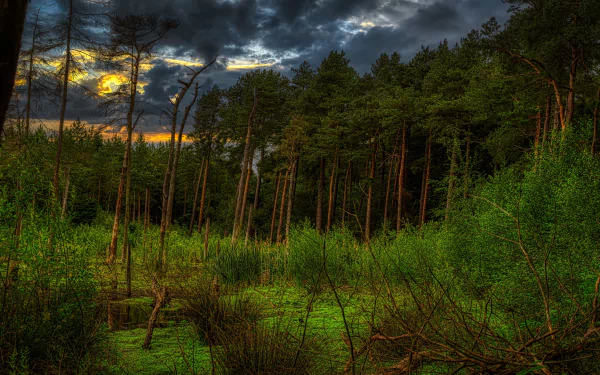 bush pine thicket cloud sunset forest nature swamp HD Desktop Wallpaper | Background Image