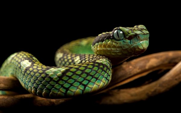 Animal Python Reptiles Snakes Snake HD Wallpaper | Background Image