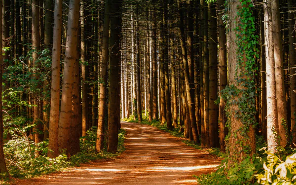 ivy pine tree forest man made path HD Desktop Wallpaper | Background Image