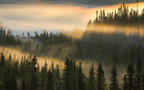fir tree morning forest nature fog HD Desktop Wallpaper | Background Image